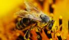 Warum Bienen wie diese nahe Straßkirchen in Niederbayern im Volksmund als fleißig bezeichnet werden, wird bei Kenntnis ihrer Arbeitsleistung klar. So muss die Biene für 300 Gramm Honig etwa 20.000-mal ausfliegen. Nach einem Sammelflug bringt sie etwa 25 bis 35 Milligramm Blütennektar in den Stock und bestäubt nebenbei beim Sammeln noch die Blüten. Foto: dpa