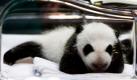Einer der zwei vier Wochen alten Babypandas ruht sich in einer Einrichtung des Madrider Zoos aus, in denen die Brüder der Presse präsentiert werden. Um die kleinen Bären kümmert sich die Mutter Hua Zui Ba. Offenbar tut das den Jungs gut: Ein Kilogramm bringen die Pandas bereits auf die Waage. Foto: dpa
