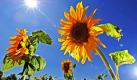 Sonnenblumen strecken ihre Köpfe gegen den blauen Himmel auf einem Feld bei Denzlingen in Südbaden. Das Wetter zeigt sich mit hochsommerlichen Temperaturen von seiner besten Seite.  Foto: ap