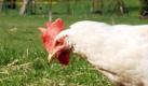Ein Huhn pickt am Montag (20.04.2009), eineinhalb Jahre nach der Festnahme der 'Sauerland-Gruppe', auf einer Wiese vor einer Siedlung in Medebach-Oberschledorn. Auf der Wiese hatten die Ermittler einen vermeintlichen Funkmesswagen aufgestellt, um die Verdächtigen zu überwachen. Im September 2007 hatten Spezialeinheiten bei der größten Polizeiaktion in der Bundesrepublik seit 30 Jahren die Ruhe gestört. In einem Ferienhaus waren drei Mitglieder der sogenannten 'Sauerland-Gruppe' festgenommen worden. Ab Mittwoch (22.04.2009) stehen sie in Düsseldorf vor Gericht. Foto: Jörg Taron dpa/lnw +++(c) dpa - Bildfunk+++ Foto: dpa