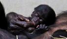 Im Duisburger Zoo lsst Mutter Eja ihr Neugeborenes am Finger nuckeln. Die Zwillingsgeburt bei den Zwergschimpansen, auch Bonobos genannt, erfolgte in der Nacht auf Samstag (13.08.11). Wie der Zoo mitteilt, hat die Mutter beide angenommen und hat bisher fr beide auch gengend Milch. Foto: dapd
