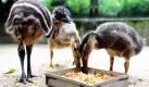 Ein Emu-Küken (links) frisst im Berliner Zoo im Gehege neben zwei Laufenten. Der Emu ist vor drei Wochen im Brutapparat der Fasanerie des Zoos geschlüpft und teilt sich das Gehege mit den etwas kleineren Laufenten. Ausgewachsen wird er eine Kopfhöhe von etwa 1,70 Meter erreichen. Foto: dpa