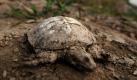 Eine tote Schildkröte liegt auf dem ausgetrockneten Flussbett des Yangtze Flusses in Jiujiang, China. Die chinesische Regierung gab bekannt, dass mittlerweile ca. 80 Prozent der Wasserreserven des Three Gorges Staudamms freigelassen wurden, um der andauernden Dürre und Austrocknung des Flusses entgegenzuwirken. Dennoch fällt der Flußpegel weiter, was den Schiffsverkehr erheblich erschwert. Foto: dapd