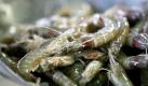 Selbst kleine Krebstiere sind nicht vor einem Skandal gefeit:2001 wurde aus mit Antibiotika verseuchten Garnelen Fischmehl erzeugt, das an Geflügel und Schweine verfüttert wurde. Die Shrimps kamen aus chinesischen Züchtungen. In Südostasien ist es keine Straftat, Fische mit Antibiotika gegen Krankheiten zu behandeln. In Europa schon:seit 1994. Foto: dpa