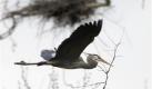 Ein Kanada-Reiher trägt inPeninsula im US-Bundesstaat Ohio einen Ast zu seinem Nest. Foto: ap