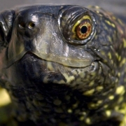 Sumpfschildkroete (Foto)