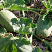 So gelingen Melonen im Garten (Foto)