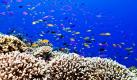 Die Korallenwelt bei der philippinischen Insel Puerto Princesa ist nun besser geschützt. Die Regierung hat ein entsprechendes Gesetz für den Tubbataha Reefs Natural Park verabschiedet. Das Korallenriff beheimatet 510 verschiedene Fischarten. Foto: ap