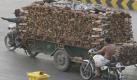 Eine Menge Holz wird gut bewacht durch Phnom Penh kutschiert. Foto: Mak Remissa Foto: dpa