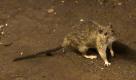 Es gibt Dinge auf dieser Welt, die kann man kaum mögen. Ratten beispielsweise. Rattenfänger begeben sich täglich auf die Suche nach den kleinen Krankheitsüberträgern. Mit Knüppel und Messer sind sie auf der Jagd - und bekommen für die Suche in stinkenden Hinterhöfen gerade einmal 1,20 Euro. Für insgesamt 25 Ratten übrigens. Lohnt sich nicht wirklich. Kein Wunder, dass viele Rattenfänger ihre Beute lieber essen als sie zu verkaufen.  Foto: dapd