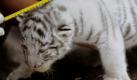 Ein noch namenloses weisses Tigerbaby sitzt am Dienstag (03.08.10) im Serengeti-Park in Hodenhagen im Rahmen einer Untersuchung auf einem Tisch. Der Tiger wurde am 14. Juli 2010 im Park geboren und ist gerade mal 60 Zentimeter gross und wiegt etwas mehr als vier Kilogramm. Die Mutter Bianca brachte insgesamt elf Tigerbabys zur Welt. Foto: David Hecker/ ddp Foto: ddp