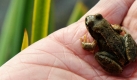 Amphibien wie Laub- oder Moorfrosch, Kreuz- und Knoblauchkröte oder dem Kleinen Wasserfrosch soll es in Niedersachsen künftig besser gehen. Ein neues Projekt unter dem Motto 300 Teiche für Niedersachsen soll wieder Lebensräume für die zum Teil stark gefährdeten Arten schaffen. Foto: dpa
