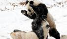 Junge Pandabären kappeln sich im Schnee im Riesenpanda-Forschungszentrum Qinling im Nordwesten der chinesischen Provinz Shaanxi. Auch im äußersten Nordosten des Landes herrscht gerade tiefster Winter: Dort sagt der Wetterbericht Temperaturen um die minus 20 Grad voraus. Foto: dapd