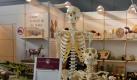 Diese Kollegen kennt wohl jeder noch aus dem Biologieunterricht. Foto: zij/news.de
