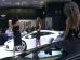 IAA 2011 (Foto)