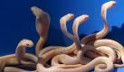 Some of the albino baby cobras born in captivity at the National Zoological Gardens, in Colombo on Tuesday 05 July 2005. Their mother, an albino too, was a rare and favourite attraction at the Zoo. One in a hundred thousand occurrence according to experts, an albino cobra's chances of survival in the wild are very slim as it is easily identified by enemy and prey alike. Considered somewhat sacred and mystique these serpents command the respect of the locals. They believe that these reptiles guard places of worship and do not harm the innocent and the blind. EPA/M.A.PUSHPA KUMARA +++(c) dpa - Bildfunk+++  Foto: dpa