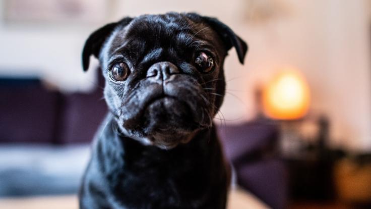 Das Schicksal von Hunde-Dame Edda zieht weite Kreise.
