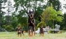 «Marmaduke» (Foto)