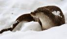 Ein Otter sitzt im Wildpark Schorfheide im Schnee und beobachtet die Umgebung. Als besondere Ferienattraktion werden die Tiere jetzt täglich mittags gefüttert und sind so für Besucher besonders gut zu beobachten. Foto: dpa