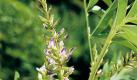 Das Süßholz (Glycyrrhiza) ist die Arzneipflanze des Jahres 2012. Foto: Steigerwald Arzneimittelwerk GmbH Foto: dpa