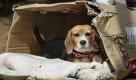 Der Beagle Luna sitzt in seiner provisorischen Hundehütte in der Nähe eines Evakuierungszentrums in Fukushima, Japan. Dabei kann er sich noch glücklich schätzen, denn viele Haustiere sind momentan herrenlos oder wurden in der evakuierten Zone zurückgelassen.

 Foto: dpa