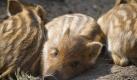 Nachwuchs bei Familie Wildschwein: Wenige Wochen alte Frischlinge liegen im Gehege eines Wildparks und träumen von den Eindrücken des Tages. Foto: Patrick Pleul Foto: dpa