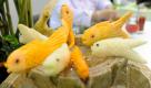 Kleine Fische aus Gemüse: Die europäischen Obst- und Gemüseschnitzmeisterschaften in Leipzig sorgten für eine ganze Menge Interesse beim Publikum. An das Gemüse oder das Obst erinnert häufig nur noch die Farbe des Kunstwerks... Foto: Messe Leipzig