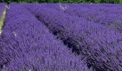 Lavendel blueht auf einem Feld in der Naehe von Banon (Foto vom 15.07.05). Die Region schimmert im Sommer so blau wie das Meer. Dabei ist die franzoesische Mittelmeerkueste noch weit. Die blaue bis zartlila Farbe stammt von den Lavendelblueten.

Foto: Juliane Hoehling/ ddp Foto: ddp