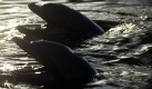 Delfin Moko neckt und nervt Neuseeländer, denn er hat bereits mehrere Surfbretter gestohlen. Foto: dpa