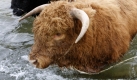 Viehzüchter Richard Kiene aus Behrensdorf treibt bei Temperaturen um die 14 Grad Celsius seine Schottischen Hochlandrinder nahe Bosau, Schleswig-Holstein, durch den Ploener See zu einer Insel, wo die Rinder bis Ende November grasen. Foto: ap
