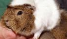 Meerschweinchen fressen bei Vitaminmangel auch mal ihre eigenen Kotbällchen. Foto: dpa