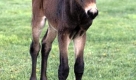 Idaho Gem ist das erste geklonte Tier aus der Pferde-Familie, 2003 geboren und genau wie sein genetischer Zwilling fr Maultier-Rennen in den USA eingesetzt. Maultiere sind als Hybride aus Esel und Pferden selbst nicht fortpflanzungsfhig, sodass die besten Renn-Maultiere auf diesem Wege verdoppelt worden sind. Foto: dpa