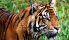 In einem Zoo in Indonesien hat ein junger Tiger ein kleines Mädchen angefallen und schwer verletzt. Zwei Wärter hätten den zehn Monate alten bengalischen Tiger Ony an einer Leine von einem Gehege in ein anderes bringen wollen, als dieser plötzlich mit aller Kraft losgerannt sei, sagte eine Sprecherin des Taman Safari Prigen Zoos im Osten der Insel Java. Bevor die Wärter den Tiger bändigen konnten, fügt er dem drei Jahre alten Mädchen schwere Kopfverletzungen zu. Foto: dpa