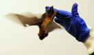 Batman als Baby (Foto)