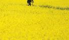 Rein in den Raps: Ein Radfahrer genießt den Frühling im Werra-Meißner-Kreis. Foto: Uwe Zucchi Foto: dpa