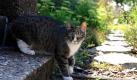 Katzen geht es in Delmenhorst in nächster Zeit an den Kragen. Die Stadt soll unter zu vielen wild lebenden Vierpfötern leiden. Deshalb hat der Bürgermeister ab der kommenden Woche eine Kastrationspflicht für alle Katzen, die sich im Freien aufhalten, angekündigt. Auch Köln und Paderborn griffen schon zu diesem Mittel, um der Plage Herr zu werden.  Foto: dpa