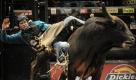 Der Reiter McKennon Wimberly konnte sich beim professionellen Bullenreiten in New York nicht lange auf dem Tier halten. Foto: dpa
