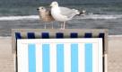 Der Strandkorb, auf dem es sich diese beiden Möwen am Ostseestrand in Warnemünde gemütlich gemacht haben, wird in dieser Saison wohl nicht mehr benutzt und bald darum eingemottet. Für das letzte kalendarische Sommerwochenende des Jahres sagen die Meteorologen für die Ostseeküste von Mecklenburg-Vorpommern kühles und nasses Wetter voraus. Foto: dapd