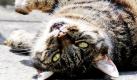 Eine Katze liegt in Freiburg rücklings auf einem Steinboden. In den nächsten Tagen bleibt es im Norden und der Mitte Deutschlands bei wechselnder Bewölkung weitgehend trocken. Foto: ap