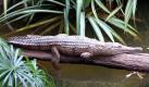 Australien - Krokodil (Foto)