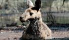 epa02537106 A Kangaroo is seen stuck at a Fauna Park in Warracknabeal, Australia, on 19 January 2011. Floodwaters have left around 1000 households in Victoria's northwest without power and thousands more homes are under threat of cuts. EPA/LUIS ENRIQUE ASCUI AUSTRALIA AND NEW ZEALAND OUT +++(c) dpa - Bildfunk+++ Foto: dpa