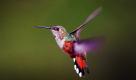 Allein schon ihre Größe macht es schwer, Kolibris zu entdecken. Viele dieser Vögel sind gerade einmal sechs Zentimeter groß. Die Tiere ernähren sich von Nektar aus Blüten. Foto: ap