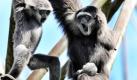 Das Silbergibbon-Weibchen Pam (rechts) trägt im Freigehege des Tierparks Hellabrunn in München ihr Neugeborenes Kim am Bauch. Links schaut Pams große Tochter Isabell zu. Kim kam am 29. Juni im Tierpark zur Welt. Die tagaktive Affenart stammt aus Java und hat kommt ohne Schwanz aus. Foto: dpa