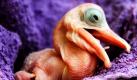 Ein gerade zwei Tage alter Brillenpelikan sitzt im Weltvogelpark im niedersächsischen Walsrode in einem Handtuch. Das Tier wird im Park vorsichtig von Hand aufgezogen. Mehrere Tausend Vögel aus rund 650 Arten leben in dem Park.  Foto: ap