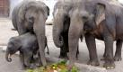 Elefant, Tiger & Co. (Foto)