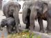 Elefant, Tiger & Co. (Foto)