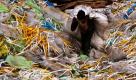 Ein indischer Müllsortierer trägt Abfalltüten in einem Recyclinghof im indischen Jammu. Der heutige Earth Day soll das Bewusstsein für ökologisches Handeln schärfen. Foto: ap