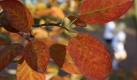 Jogger laufen unter dem herbstlich gefärbten Laub eines Baumes in Stuttgart hindurch. Im Laufe des Tages sollen die Temperaturen in Süddeutschland auf bis zu 27 Grad Celsius steigen. Foto: ap