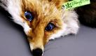 Friendly Fur - freundlicher Pelz - nannte sich ein Projekt des Berliner Fuchs-Künstlers Nikolas Gleber, der für seine Mode nur Füchse aus deutschen Jagdbeständen verwendete. Ein etwas teureres Stück aus der Kollektion lag am 03.11.2009 auf einem Tisch in Berlin - Johnny Blue Eyes.
 Foto: dpa
