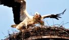 Mit frischem Nistmaterial im Schnabel landet ein Storch in seinem Nest im nordhessischen Wabern. Auf dem Schornstein einer Tischlerei hat sich ein Storchenpaar zum Brüten niedergelassen.  Foto: dpa